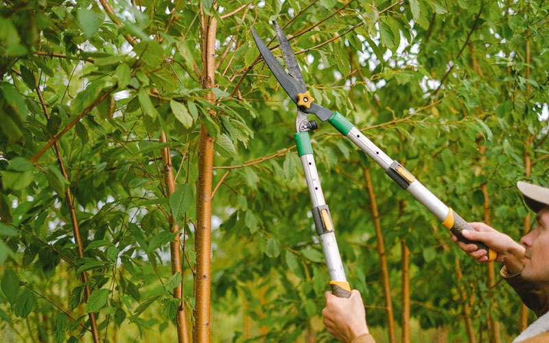 Tree trimming in Green Sulphur Springs, WV
