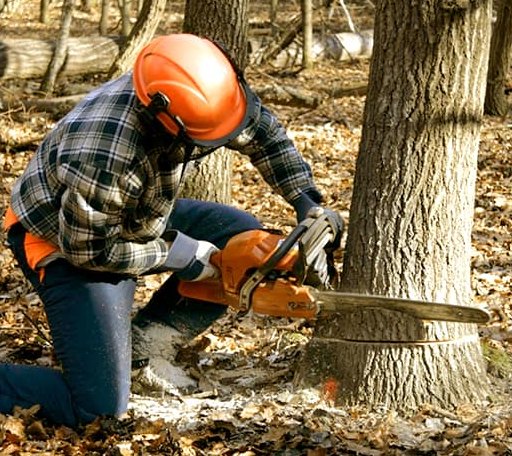 Tree Removal in Green Sulphur Springs, WV